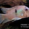 Dacrya-Sattelfleckenbuntbarsch, Guianacara Dacrya / Geophagus Dacrya -Zoofachgeschäft Guianacara dacrya 1