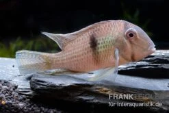 Dacrya-Sattelfleckenbuntbarsch, Guianacara Dacrya / Geophagus Dacrya 3 Dacrya-Sattelfleckenbuntbarsch, Guianacara Dacrya / Geophagus Dacrya -Zoofachgeschäft Guianacara dacrya 5