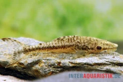 Gulare-Harnischwels (Gigant-Otocinclus), Hypoptopoma Gulare -Zoofachgeschäft Gulare Harnischwels Hypoptopoma gulare 2