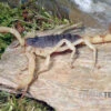 Haariger Wüstenskorpion, Hadrurus Arizonensis -Zoofachgeschäft Haariger Wuestenskorpion Hadrurus arizonensis 1