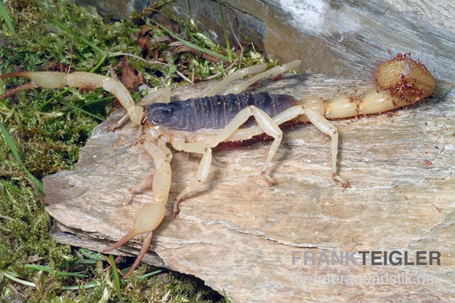 Haariger Wüstenskorpion, Hadrurus arizonensis Haariger Wüstenskorpion, Hadrurus Arizonensis -Zoofachgeschäft Haariger Wuestenskorpion Hadrurus arizonensis 1