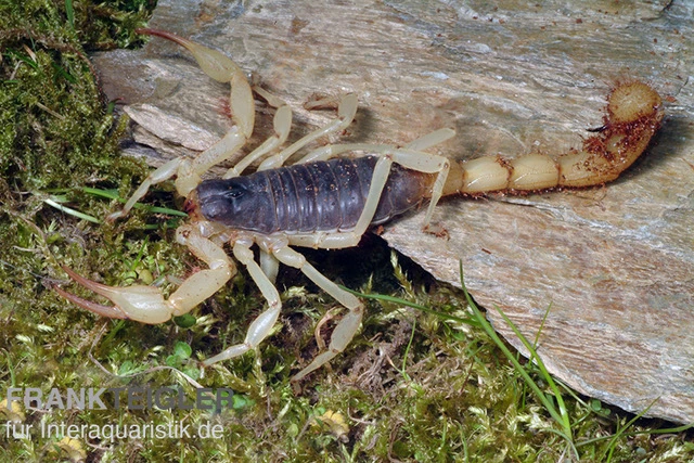 Haariger Wüstenskorpion, Hadrurus arizonensis Haariger Wüstenskorpion, Hadrurus Arizonensis -Zoofachgeschäft Haariger Wuestenskorpion Hadrurus arizonensis 2