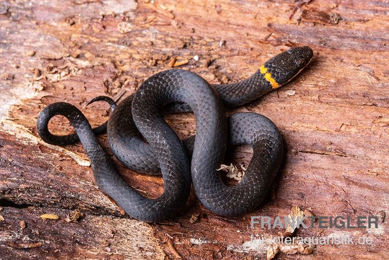 Halsbandnatter, Diadophis punctatus Halsbandnatter, Diadophis Punctatus -Zoofachgeschäft Halsbandnatter Diadophis punctatus 2