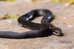 Halsbandnatter, Diadophis Punctatus 4 Halsbandnatter, Diadophis Punctatus -Zoofachgeschäft Halsbandnatter Diadophis punctatus 3