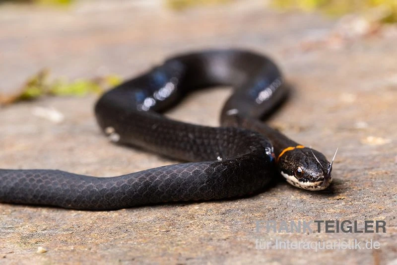 Halsbandnatter, Diadophis punctatus Halsbandnatter, Diadophis Punctatus -Zoofachgeschäft Halsbandnatter Diadophis punctatus 3