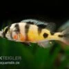 Haplochromis Spec. ZEBRA OBLIQUIDENS, DNZ
