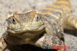 Hardun, Laudakia Stellio Brachydactyla -Zoofachgeschäft Hardun Laudakia stellio brachydactyla 3