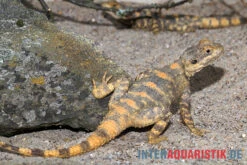 Hardun, Laudakia Stellio Brachydactyla -Zoofachgeschäft Hardun Laudakia stellio brachydactyla 4