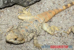 Hardun, Laudakia Stellio Brachydactyla -Zoofachgeschäft Hardun Laudakia stellio brachydactyla 5