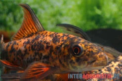 Harlekin-Fransenlipper, Labeo Cyclorhynchus -Zoofachgeschäft Harlekin Fransenlipper Labeo cyclorhynchus neu 2