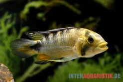 Harlekin-Zwergbuntbarsch, Apistogramma Rositae -Zoofachgeschäft Harlekin Zwergbuntbarsch Apistogramma rositae 2
