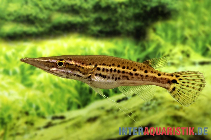 Hechtkopf, Luciocephalus pulcher Hechtkopf, Luciocephalus Pulcher -Zoofachgeschäft Hechtkopf Luciocephalus pulcher 1