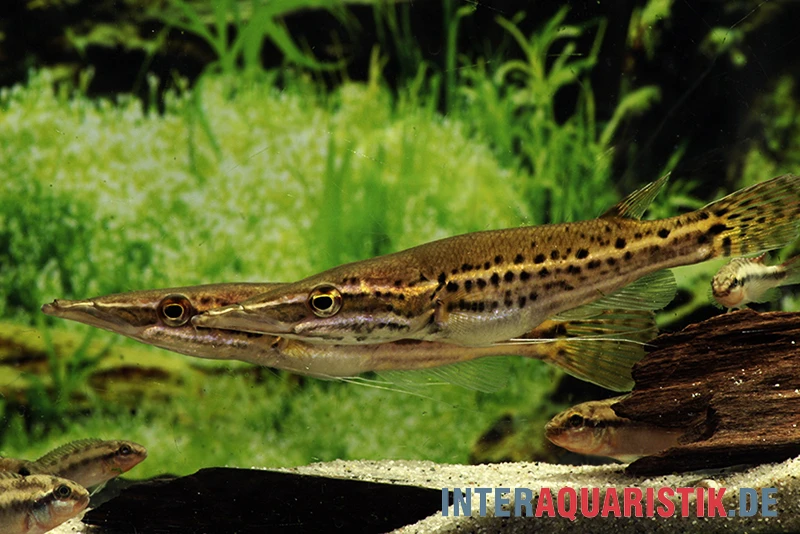 Hechtkopf, Luciocephalus pulcher Hechtkopf, Luciocephalus Pulcher -Zoofachgeschäft Hechtkopf Luciocephalus pulcher 2