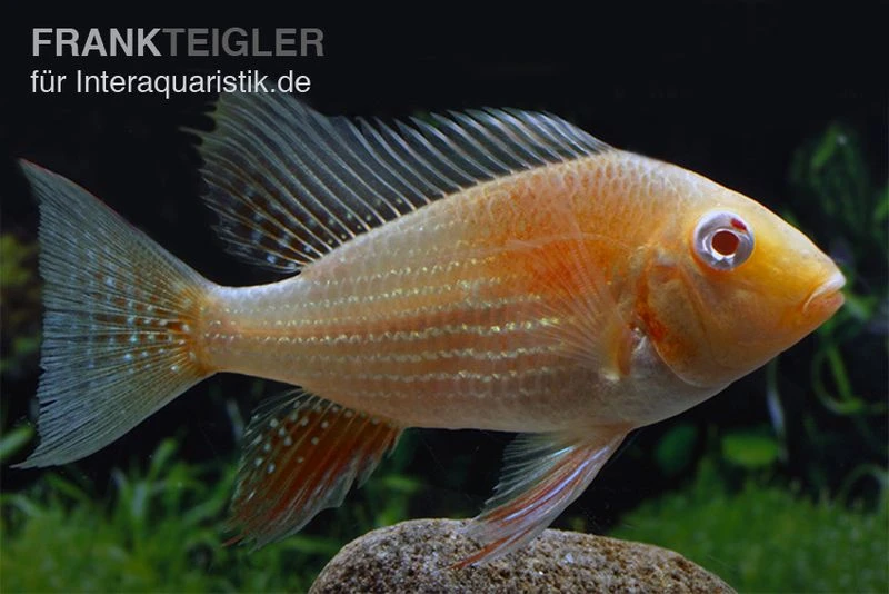 Heckels Buntbarsch albino, Acarichthys heckelii Heckels Buntbarsch Albino, Acarichthys Heckelii -Zoofachgeschäft Heckels Buntbarsch albino Acarichthys heckelii 1