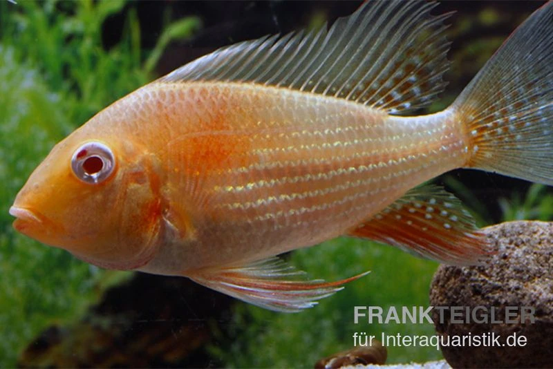 Heckels Buntbarsch albino, Acarichthys heckelii Heckels Buntbarsch Albino, Acarichthys Heckelii -Zoofachgeschäft Heckels Buntbarsch albino Acarichthys heckelii 2