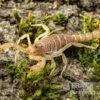 Hentz-Gestreifter-Skorpion, Centruroides Hentzi -Zoofachgeschäft Hentz Gestreifter Skorpion Centruroides hentzi 1
