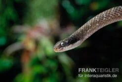 Herald-Schlange, Crotaphopeltis Hotamboeia -Zoofachgeschäft Herald Schlange Crotaphopeltis hotamboeia