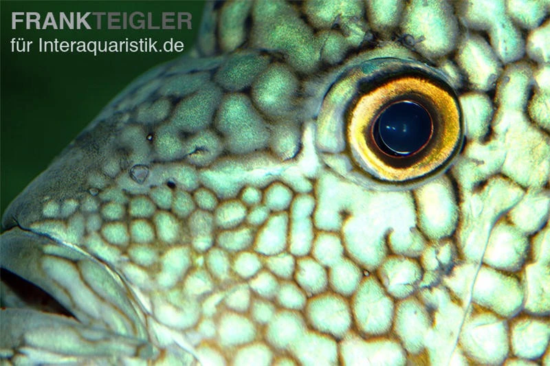 Perlcichlide, Herichthys cyanoguttatus Perlcichlide, Herichthys Cyanoguttatus -Zoofachgeschäft Herichthys cyanoguttatus 1