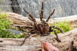 Herkules-Vogelspinne, Hysterocrates Hercules