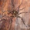 Riesenkrabbenspinne, Heteropoda Cf. Maxima -Zoofachgeschäft Heteropoda cf maxima 21