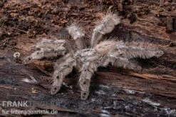 Marmorvogelspinne, Heteroscodra Maculata XL -Zoofachgeschäft Heteroscodra maculata 2