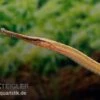Heterosoma-Süßwassernadel, Doryichthys Heterosoma (Long Mouth Pipefish) -Zoofachgeschäft Heterosoma Suesswassernadel Doryichthys heterosoma 1