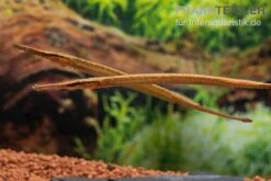 Heterosoma-Süßwassernadel, Doryichthys Heterosoma (Long Mouth Pipefish) -Zoofachgeschäft Heterosoma Suesswassernadel Doryichthys heterosoma 10