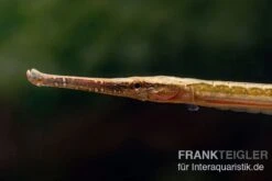 Heterosoma-Süßwassernadel, Doryichthys Heterosoma (Long Mouth Pipefish) -Zoofachgeschäft Heterosoma Suesswassernadel Doryichthys heterosoma 2