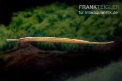 Heterosoma-Süßwassernadel, Doryichthys Heterosoma (Long Mouth Pipefish) -Zoofachgeschäft Heterosoma Suesswassernadel Doryichthys heterosoma 3