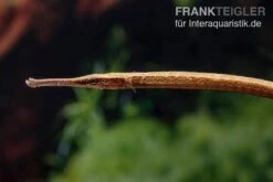 Heterosoma-Süßwassernadel, Doryichthys Heterosoma (Long Mouth Pipefish) -Zoofachgeschäft Heterosoma Suesswassernadel Doryichthys heterosoma 4