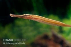 Heterosoma-Süßwassernadel, Doryichthys Heterosoma (Long Mouth Pipefish) -Zoofachgeschäft Heterosoma Suesswassernadel Doryichthys heterosoma 5