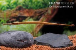 Heterosoma-Süßwassernadel, Doryichthys Heterosoma (Long Mouth Pipefish) -Zoofachgeschäft Heterosoma Suesswassernadel Doryichthys heterosoma 6