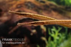 Heterosoma-Süßwassernadel, Doryichthys Heterosoma (Long Mouth Pipefish) -Zoofachgeschäft Heterosoma Suesswassernadel Doryichthys heterosoma 7