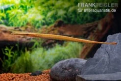 Heterosoma-Süßwassernadel, Doryichthys Heterosoma (Long Mouth Pipefish) -Zoofachgeschäft Heterosoma Suesswassernadel Doryichthys heterosoma 8