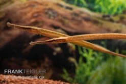 Heterosoma-Süßwassernadel, Doryichthys Heterosoma (Long Mouth Pipefish) -Zoofachgeschäft Heterosoma Suesswassernadel Doryichthys heterosoma 9