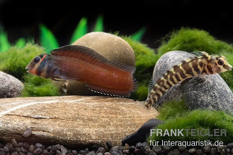 Heyligeri-Schleimfisch, Phenablennius heyligeri Heyligeri-Schleimfisch, Phenablennius Heyligeri -Zoofachgeschäft Heyligeri Schleimfisch Phenablennius heyligeri neu 1