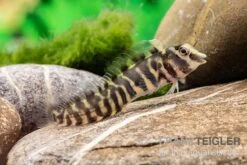 Heyligeri-Schleimfisch, Phenablennius Heyligeri 4 Heyligeri-Schleimfisch, Phenablennius Heyligeri -Zoofachgeschäft Heyligeri Schleimfisch Phenablennius heyligeri neu 3