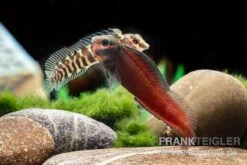 Heyligeri-Schleimfisch, Phenablennius Heyligeri 3 Heyligeri-Schleimfisch, Phenablennius Heyligeri -Zoofachgeschäft Heyligeri Schleimfisch Phenablennius heyligeri neu 4