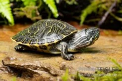 Hieroglyphen-Schmuckschildkröte, Pseudemys Concinna Concinna FZ -Zoofachgeschäft Hieroglyphen Schmuckschildkroete Pseudemys concinna concinna 3