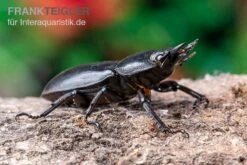 Hirschkäfer, Dorcus Alcides -Zoofachgeschäft Hirschkaefer Dorcus alcides 5