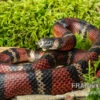 Honduras-Königsnatter, Lampropeltis Tringulum Hondurensis -Zoofachgeschäft Honduras Koenigsnatter Lampropeltis tringulum hondurensis 1