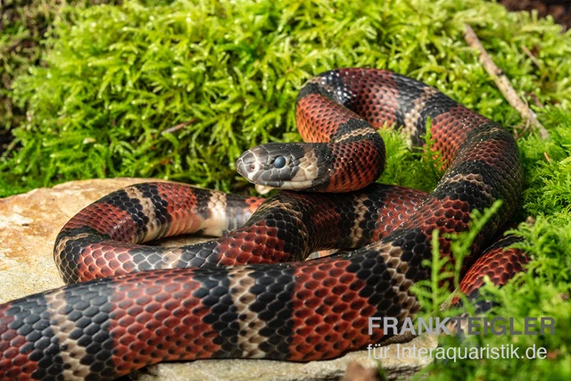 Honduras-Königsnatter, Lampropeltis tringulum hondurensis Honduras-Königsnatter, Lampropeltis Tringulum Hondurensis -Zoofachgeschäft Honduras Koenigsnatter Lampropeltis tringulum hondurensis 1