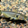 Mondfinsterniss-Stachelwels, Horabagrus Brachysoma 2 Mondfinsterniss-Stachelwels, Horabagrus Brachysoma -Zoofachgeschäft Horabagrus brachysoma 7