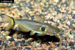 Mondfinsterniss-Stachelwels, Horabagrus Brachysoma