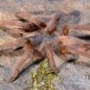 Hua Hin Vogelspinne, Chilobrachys Huahini XL -Zoofachgeschäft Hua Hin Vogelspinne Chilobrachys huahini 1