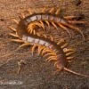 Hundertfüßer, Scolopendra Subspinipes "Thai-Red-Dragon" 1 Hundertfüßer, Scolopendra Subspinipes "Thai-Red-Dragon" -Zoofachgeschäft Hundertfuesser Scolopendra subspinipes ThaiRedDragon 01