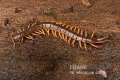Hundertfüßer, Scolopendra Subspinipes "Thai-Red-Dragon" -Zoofachgeschäft Hundertfuesser Scolopendra subspinipes ThaiRedDragon 03