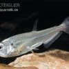 Payara, Hundezahnsalmler, Hydrolycus Scomberoides -Zoofachgeschäft Hydrolycus scomberoides Hundezahnsalmler Payara