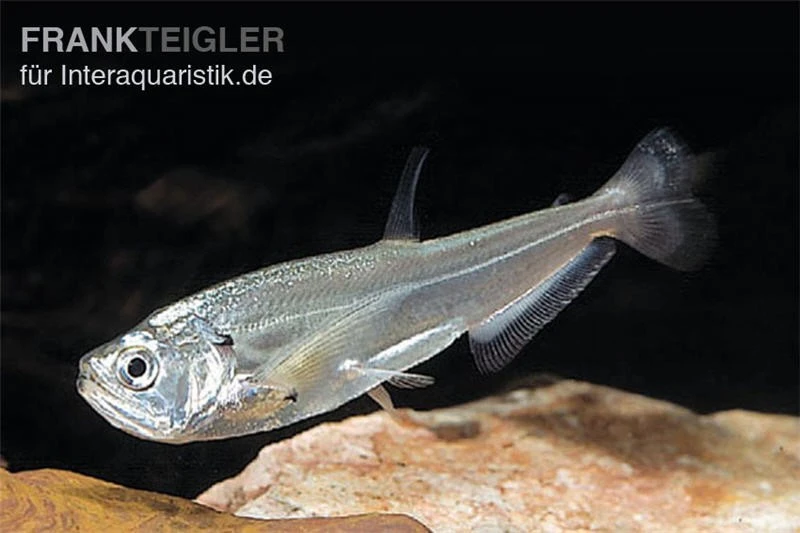 Payara, Hundezahnsalmler, Hydrolycus scomberoides Payara, Hundezahnsalmler, Hydrolycus Scomberoides -Zoofachgeschäft Hydrolycus scomberoides Hundezahnsalmler Payara