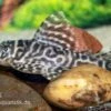 Großer Ozelot-Harnischwels, Hypancistrus Spec. L400, 5-6 Cm -Zoofachgeschäft Hypancistrus sp L400